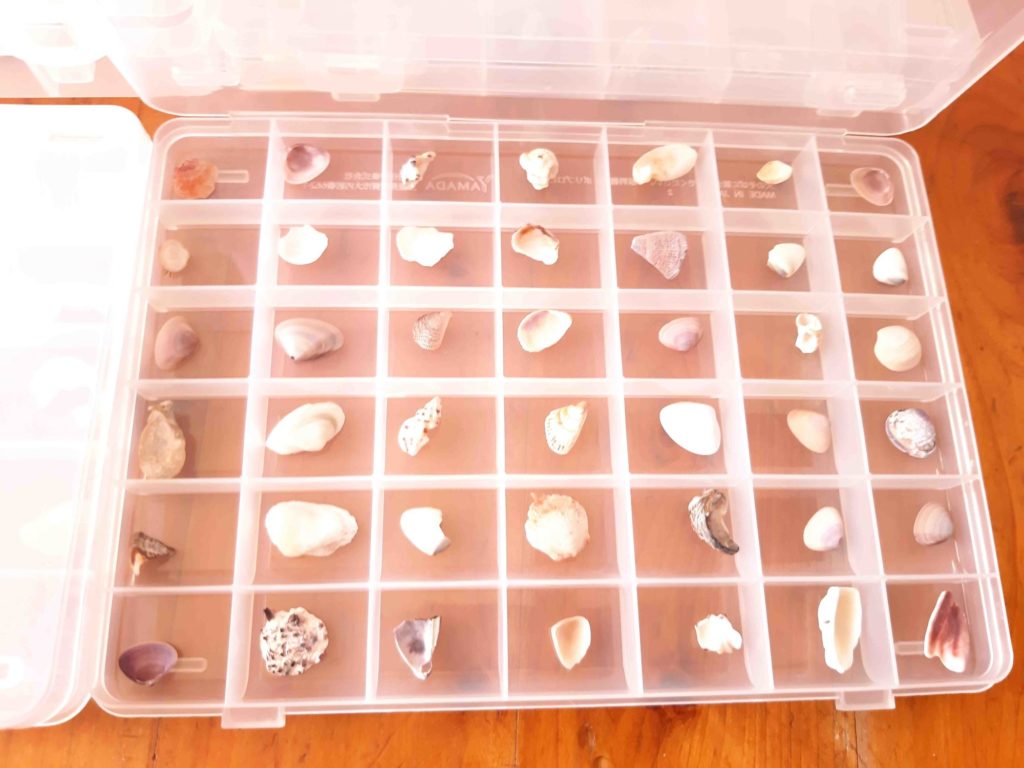 息子が海岸で拾った貝殻（貝がら）を、Sikiriシリーズに入れてみた 