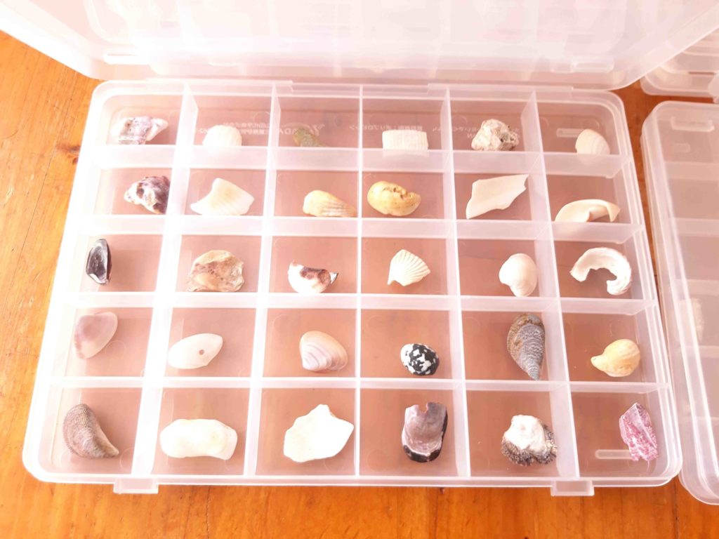 息子が海岸で拾った貝殻（貝がら）を、Sikiriシリーズに入れてみた 