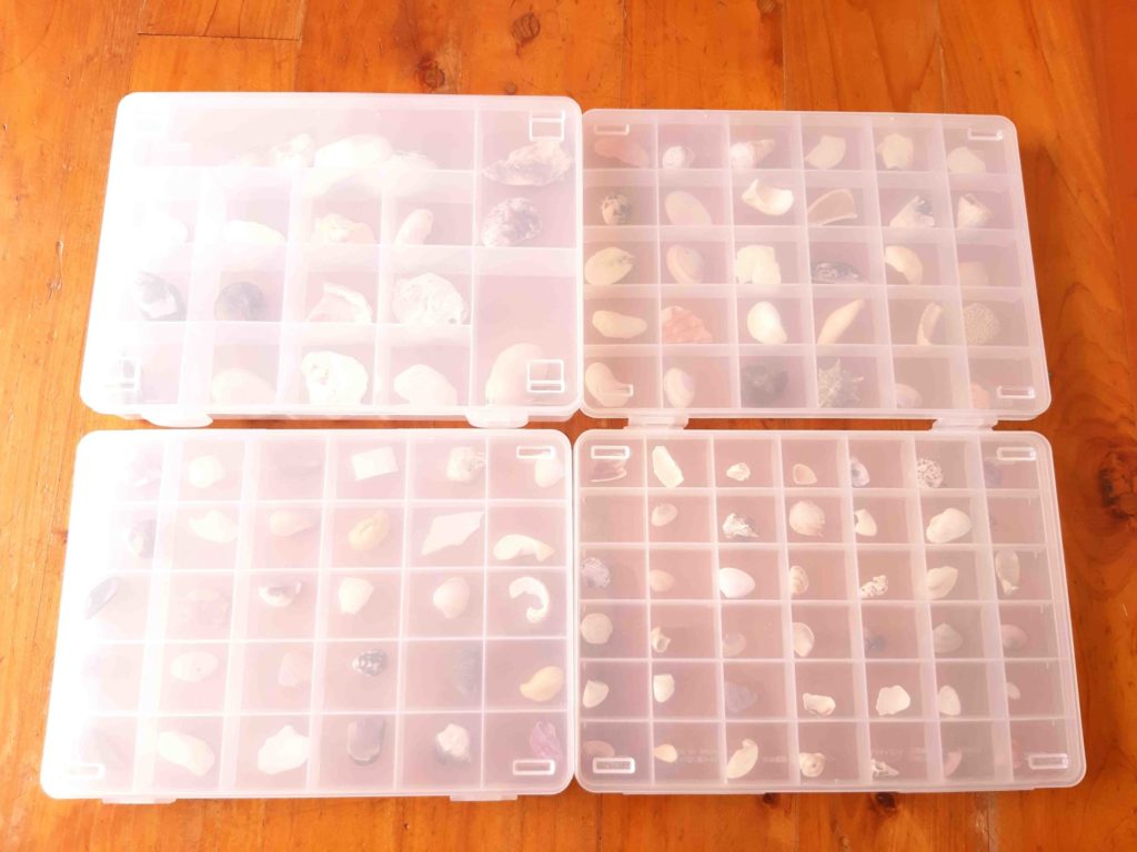 息子が海岸で拾った貝殻（貝がら）を、Sikiriシリーズに入れてみた 