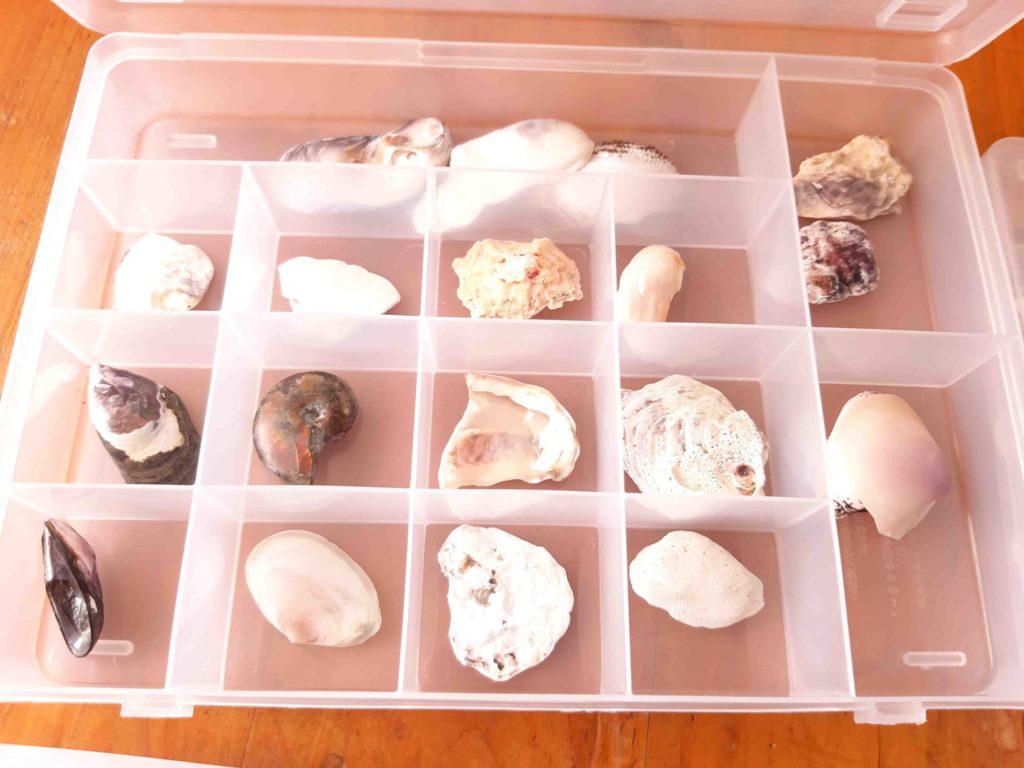 息子が海岸で拾った貝殻（貝がら）を、Sikiriシリーズに入れてみた 