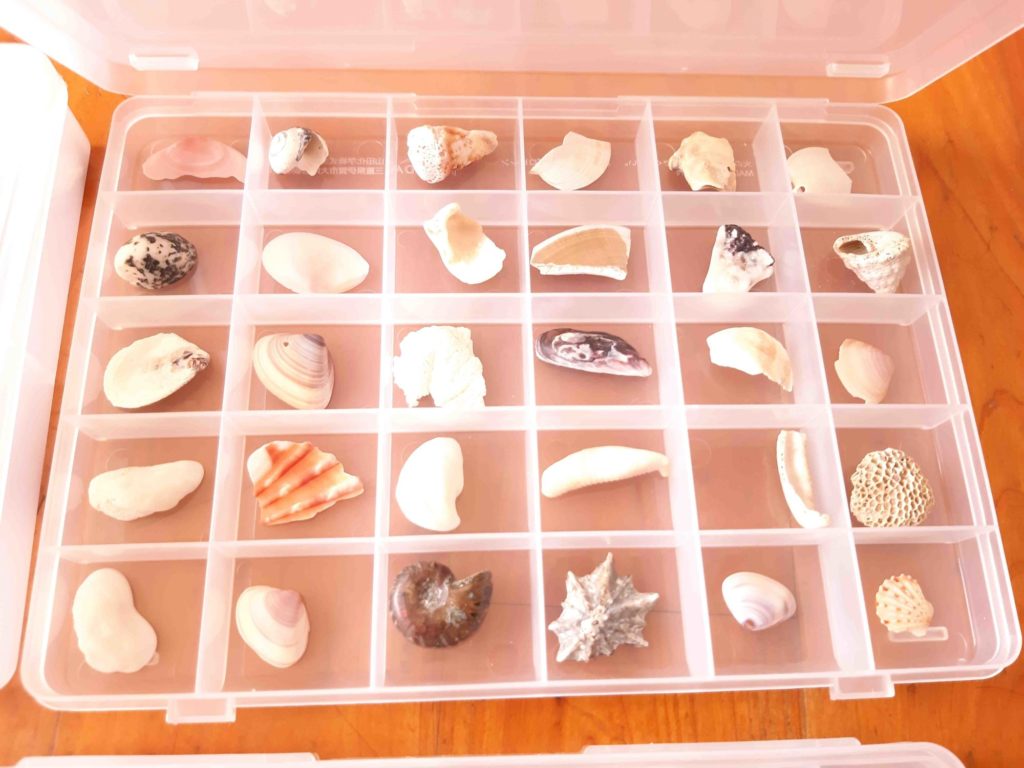 息子が海岸で拾った貝殻（貝がら）を、Sikiriシリーズに入れてみた 