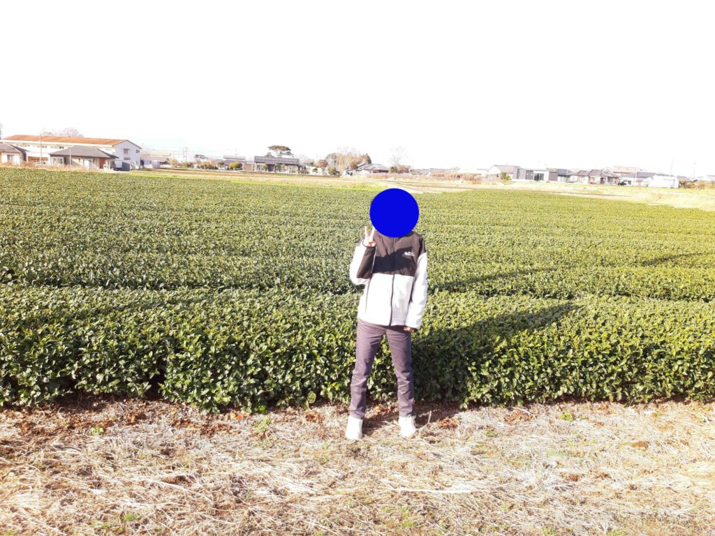 お茶にハマっている息子、茶畑にて